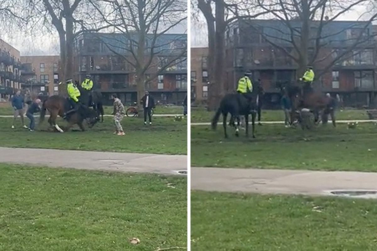A dog jumps up at a police horse in Victoria Park, London.