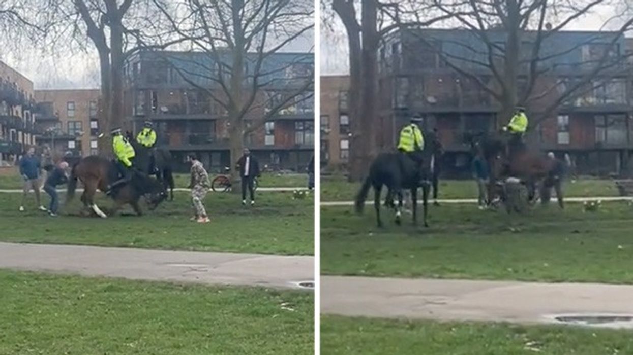 A dog jumps up at a police horse in Victoria Park, London.