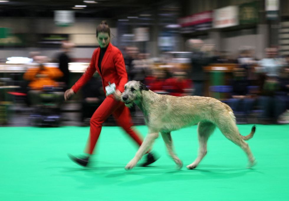A dog owner competes with her Irish Wolfhound on the second day of the Crufts Dog Show in Birmingham, Britain, March 11, 2022. REUTERS/Molly Darlington