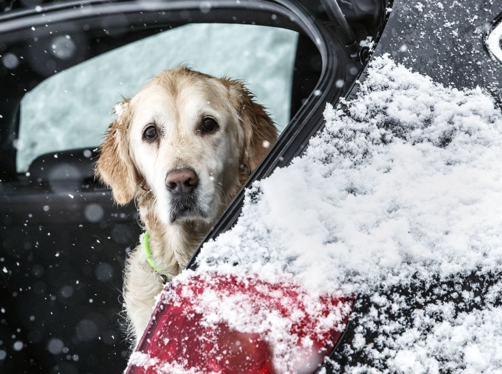 A dog peers out from a car boot in snowy conditions near Mam Tor in Derbyshire.