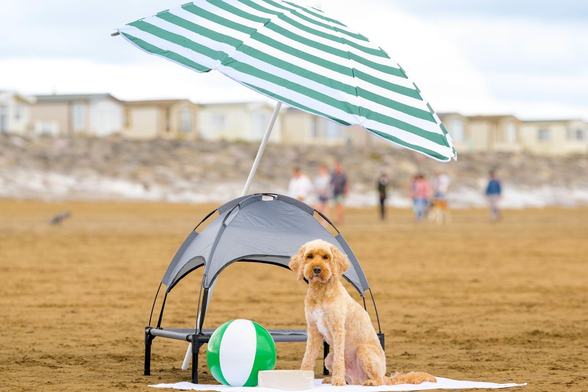 A dog sitting on a beach