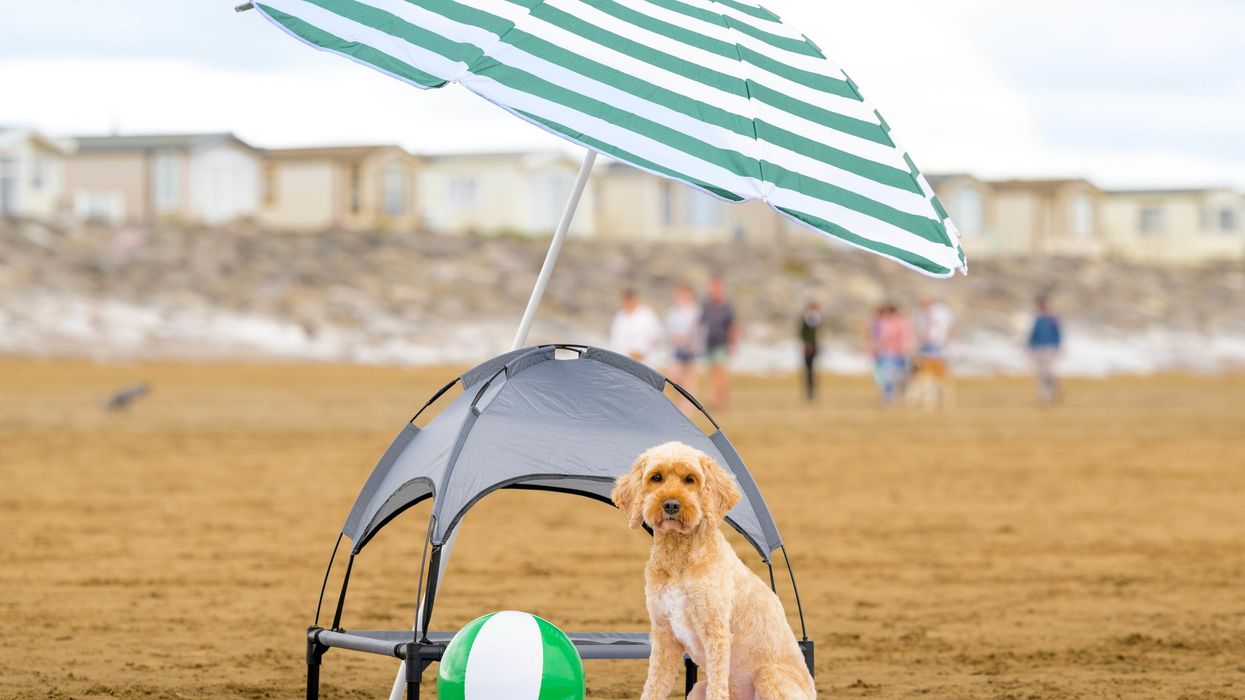 A dog sitting on a beach