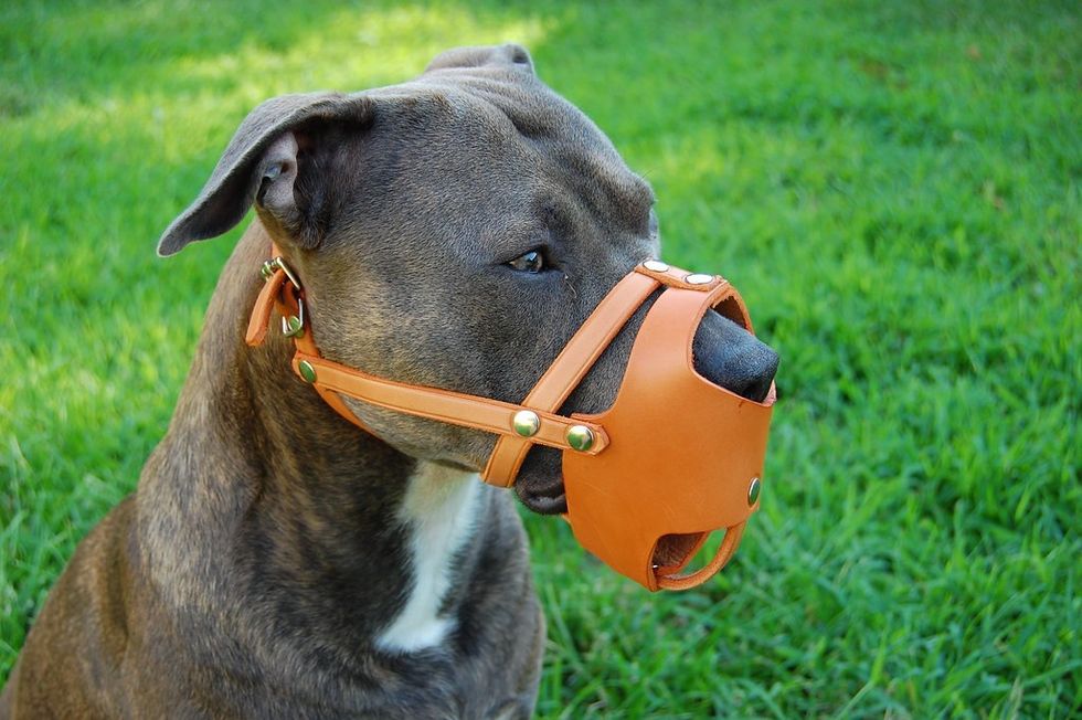 A dog wearing a muzzle