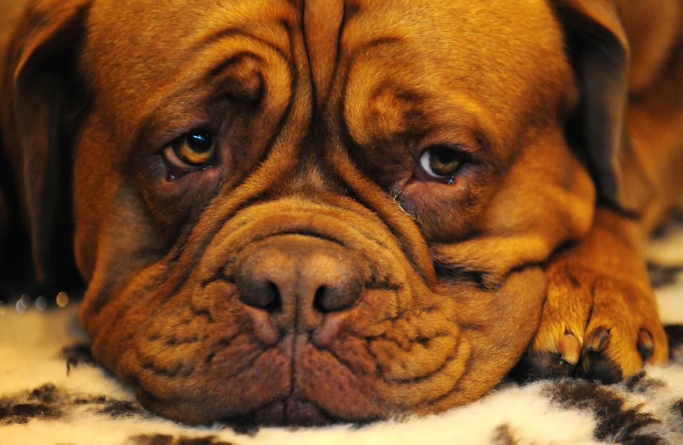 A Dogue de Bordeaux waits to go on show at Crufts, NEC, Birmingham