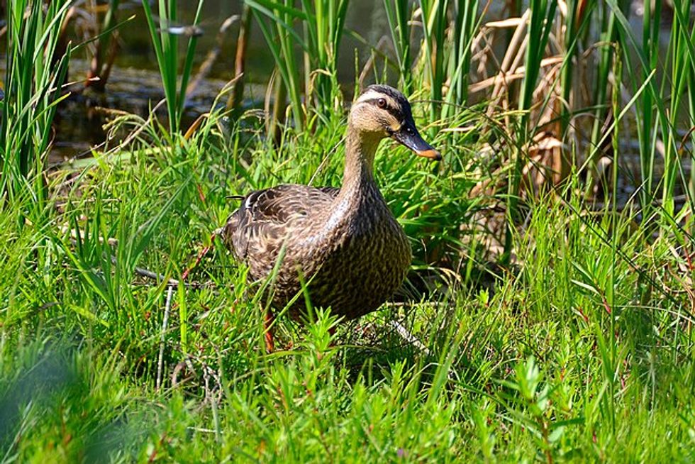 Pet duck helped to solve murder by leading police to missing body
