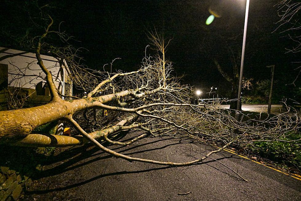 A fallen tree blocks a road in Falmouth\u200b
