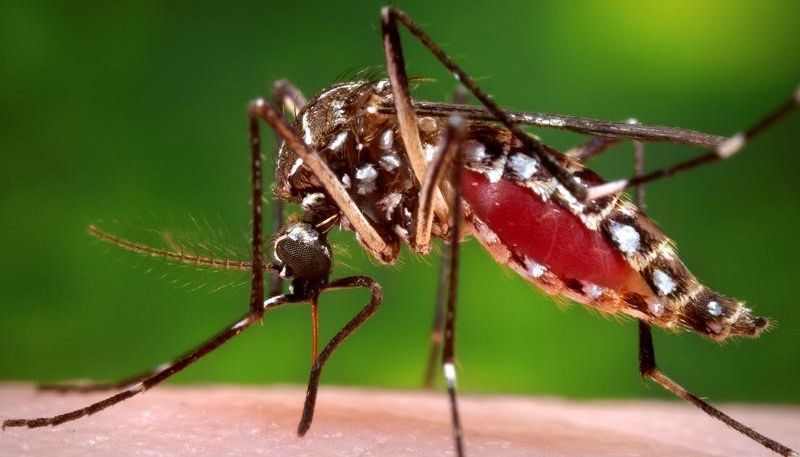 A female Aedes aegypti mosquito is shown in this 2006 Center for Disease Control (CDC) photograph. REUTERS/James Gathany/CDC/Handout via Reuters/File Photo
