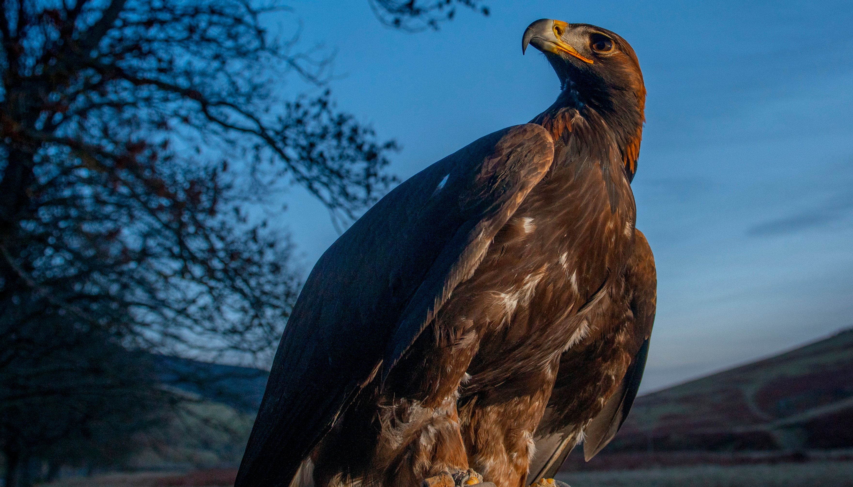 A female Golden Eagle, handled by Dougie McKenna