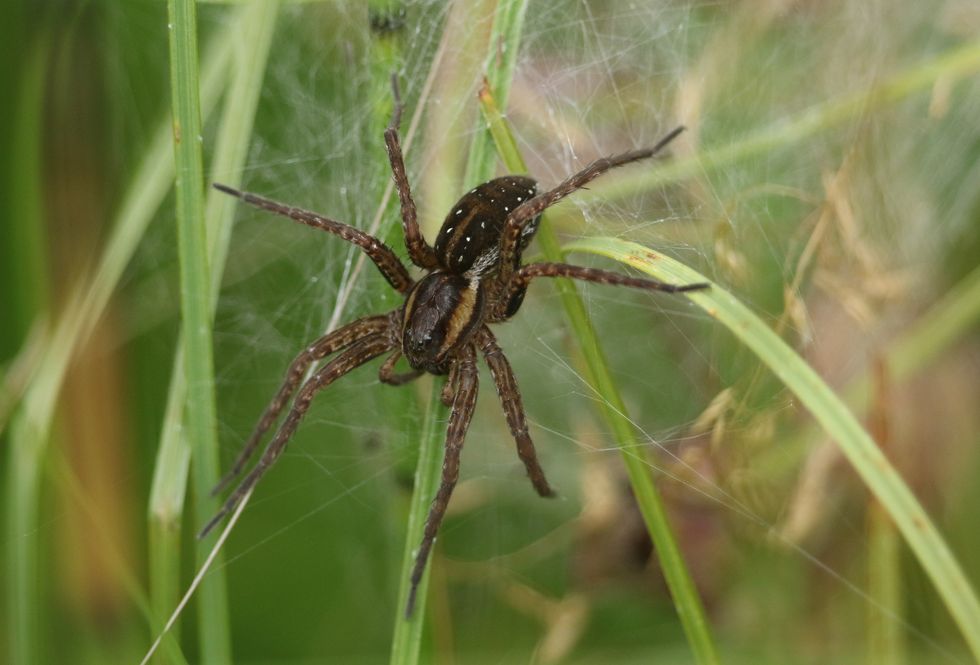 A fen raft spider
