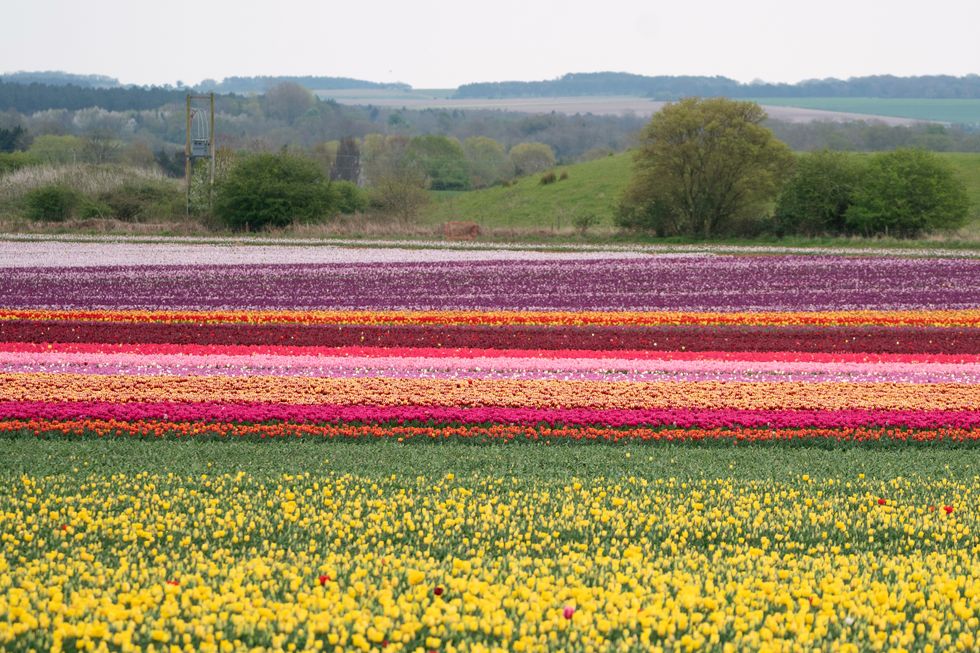 A field of tulips in full colour near King's Lynn in Norfolk