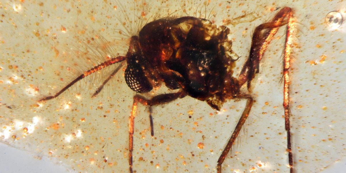 NextImg:Palaeontology breakthrough as trapped insects give 'little windows' into ancient life on Earth
