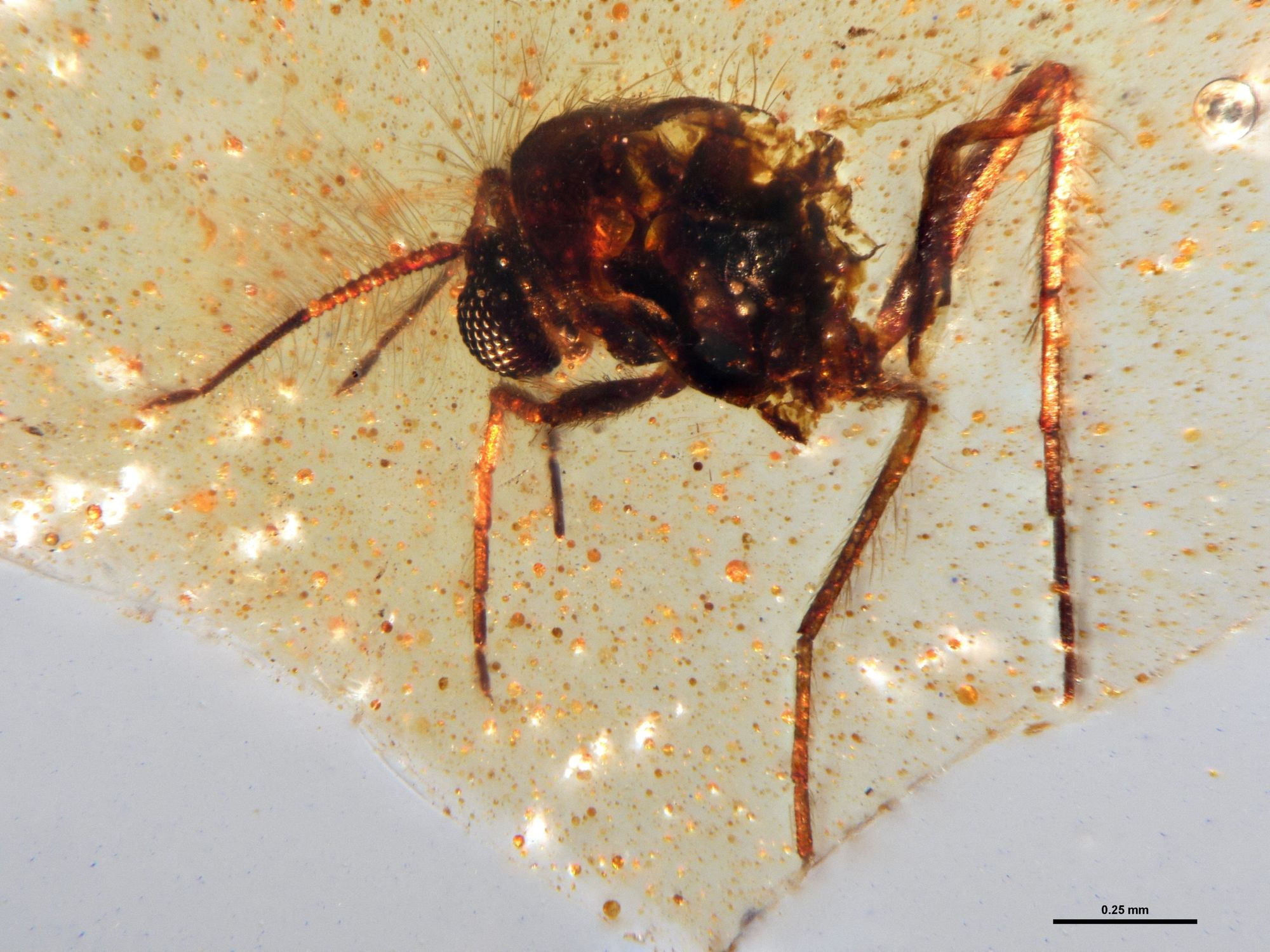 A fly of the family Chironomidae, non-biting midges