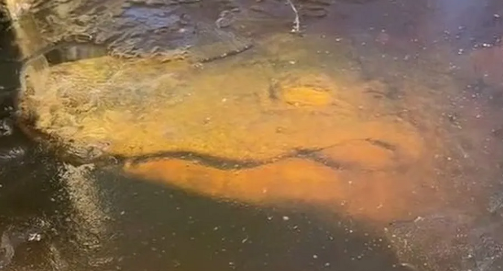 A frozen alligator