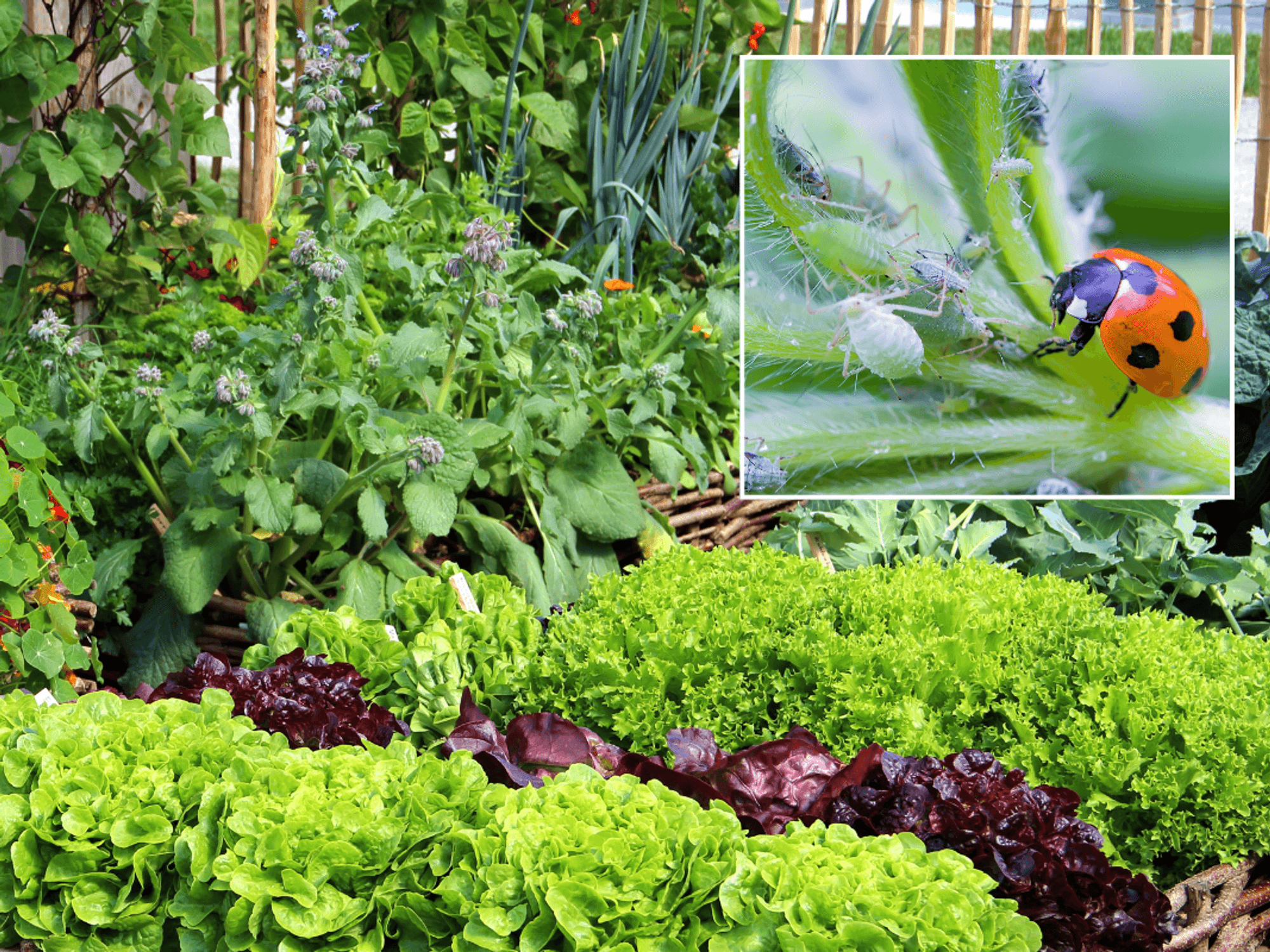 A garden filled with flower beds with flowers and lettuce, broccoli and kale; a red ladybird on top of a leave covered in aphids