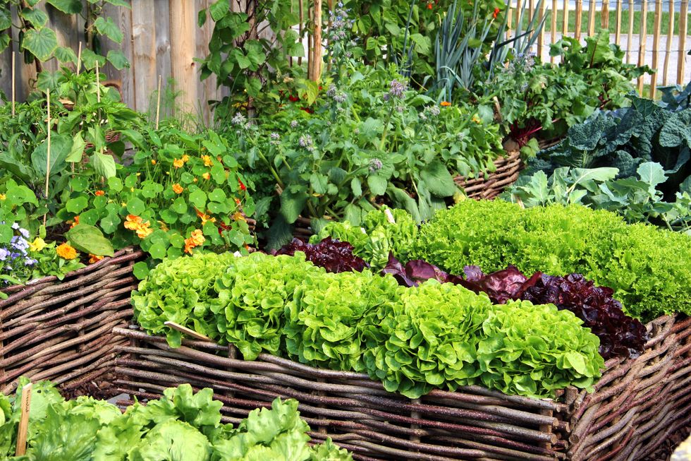 A garden filled with flower beds with flowers and lettuce, broccoli and kale