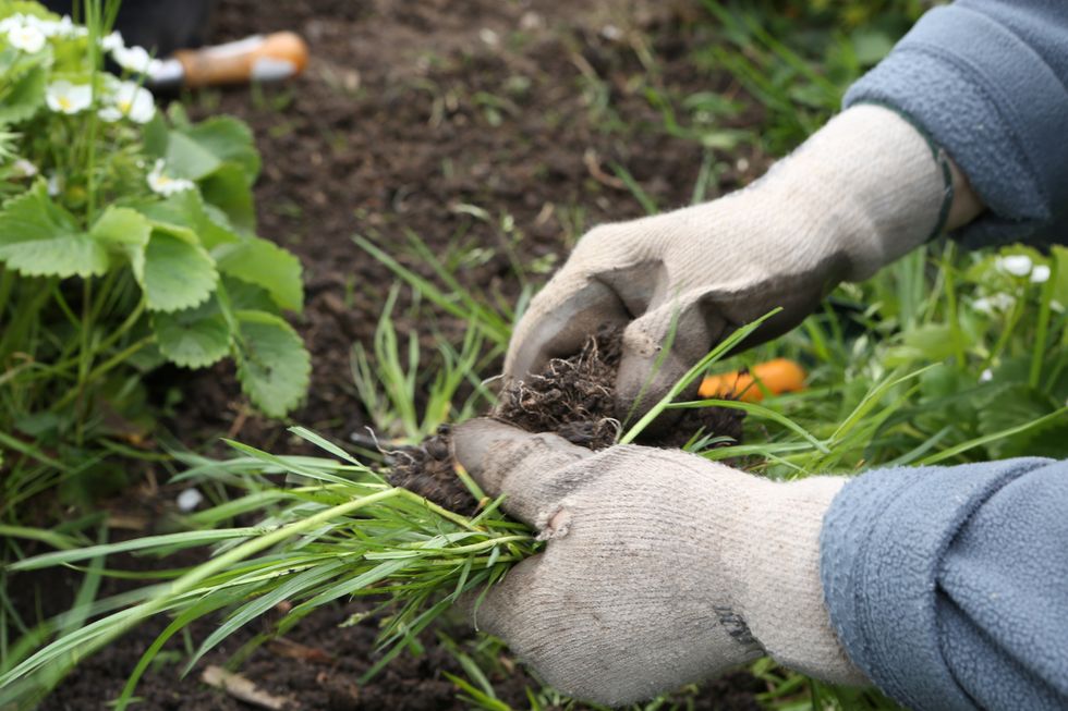 A gardener weeding