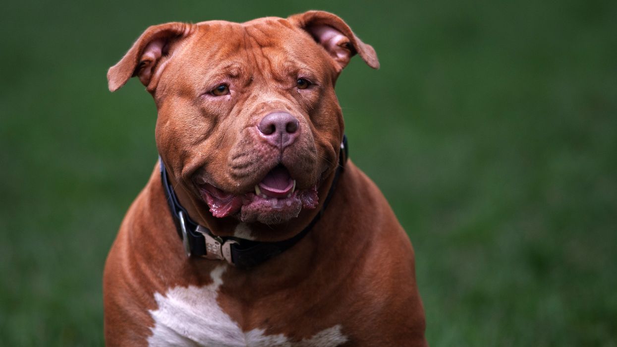 A generic image of an XL Bully