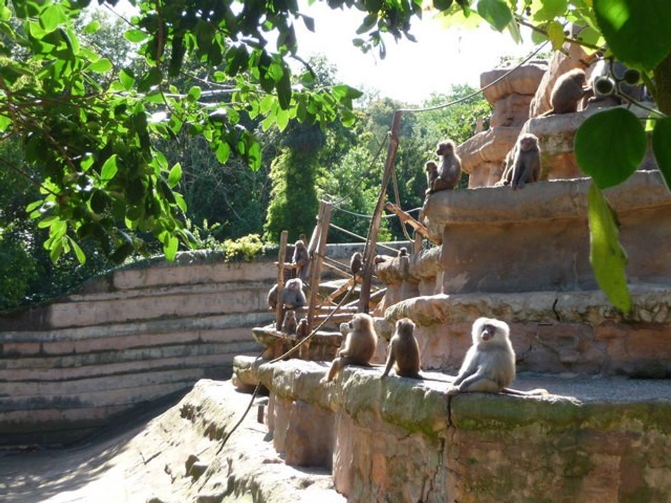 A generic image of Paignton Zoo's Baboon Rock