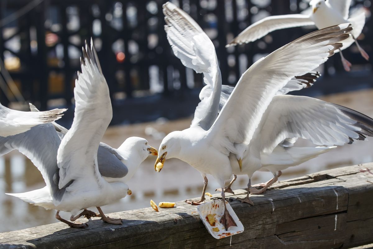 A generic image of seagulls fighting over chips