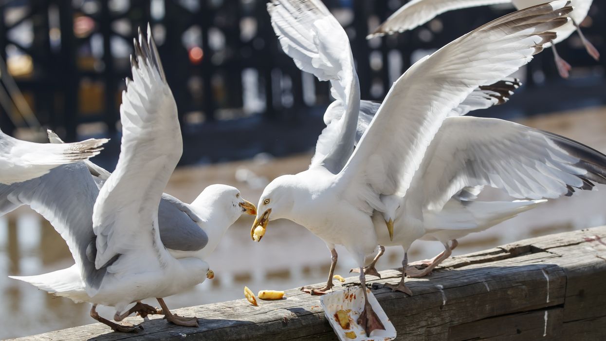 A generic image of seagulls fighting over chips