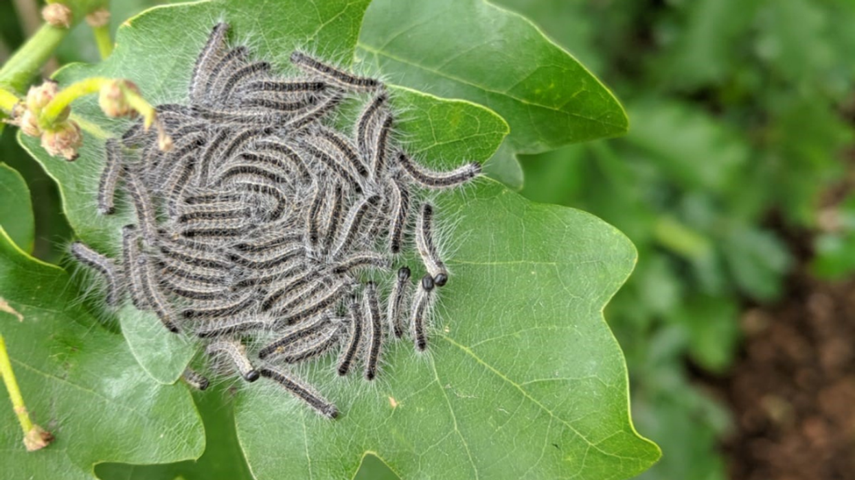 A generic image of thaumetopoea processionea