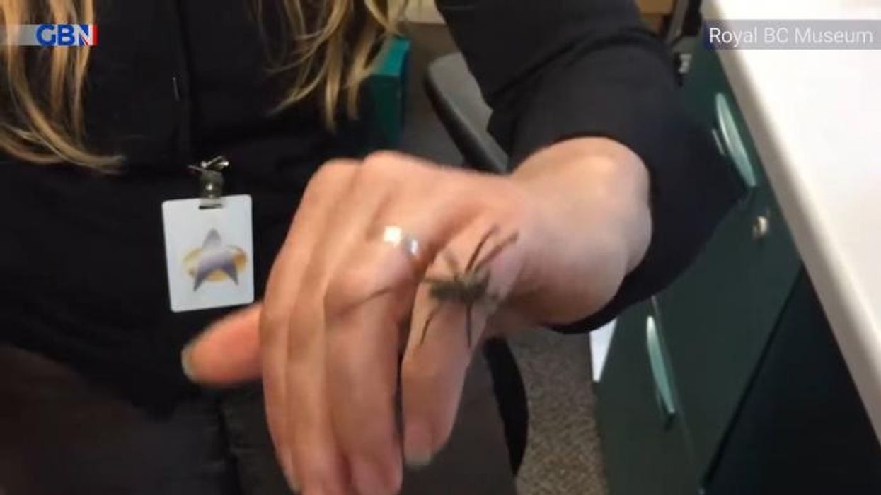 Giant spider that can run half-a-METRE per second invades UK homes - 'Getting bigger!'