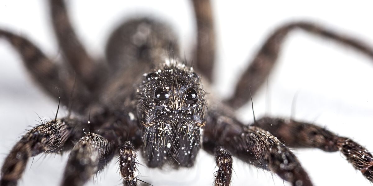 NextImg:Giant spider that can run half a METRE per second invades UK homes - 'Getting bigger!'