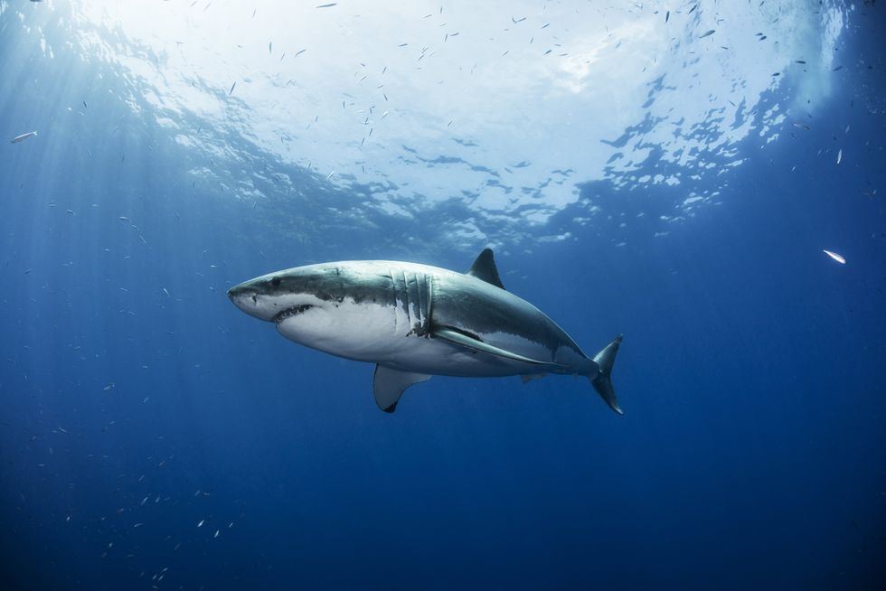 A great white shark