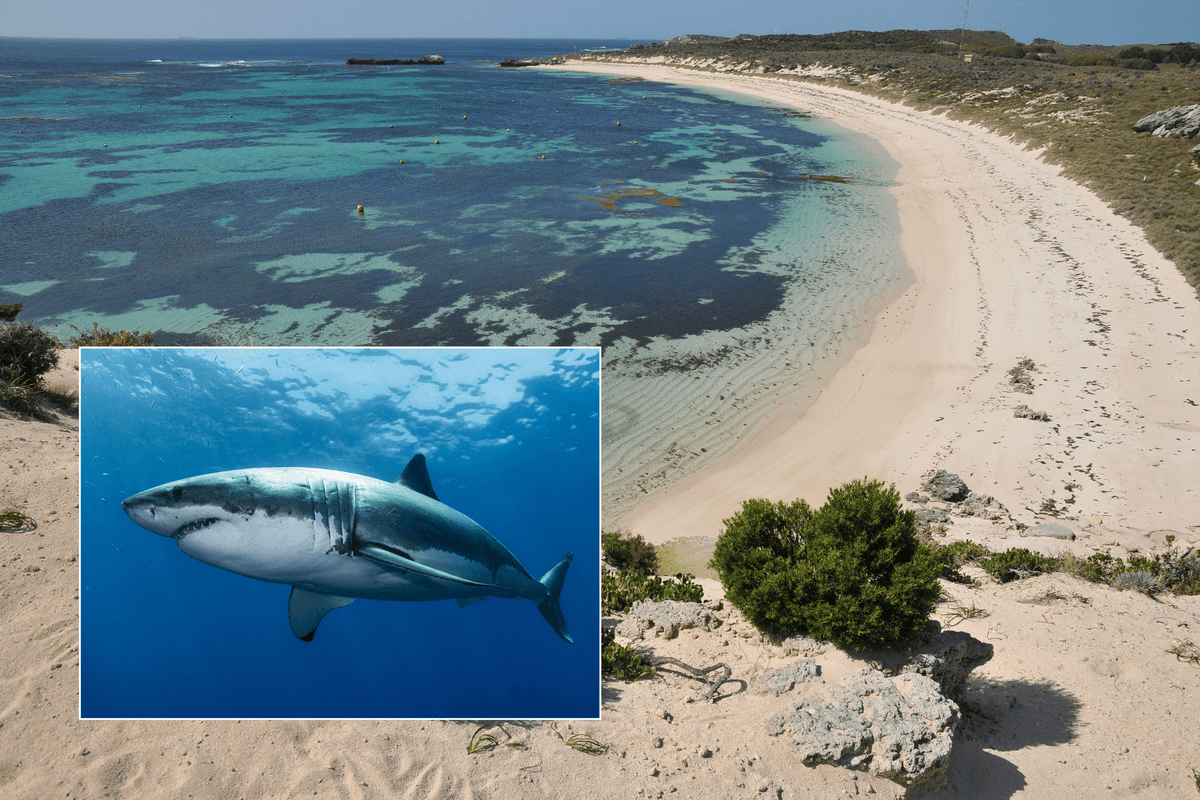 A great white shark