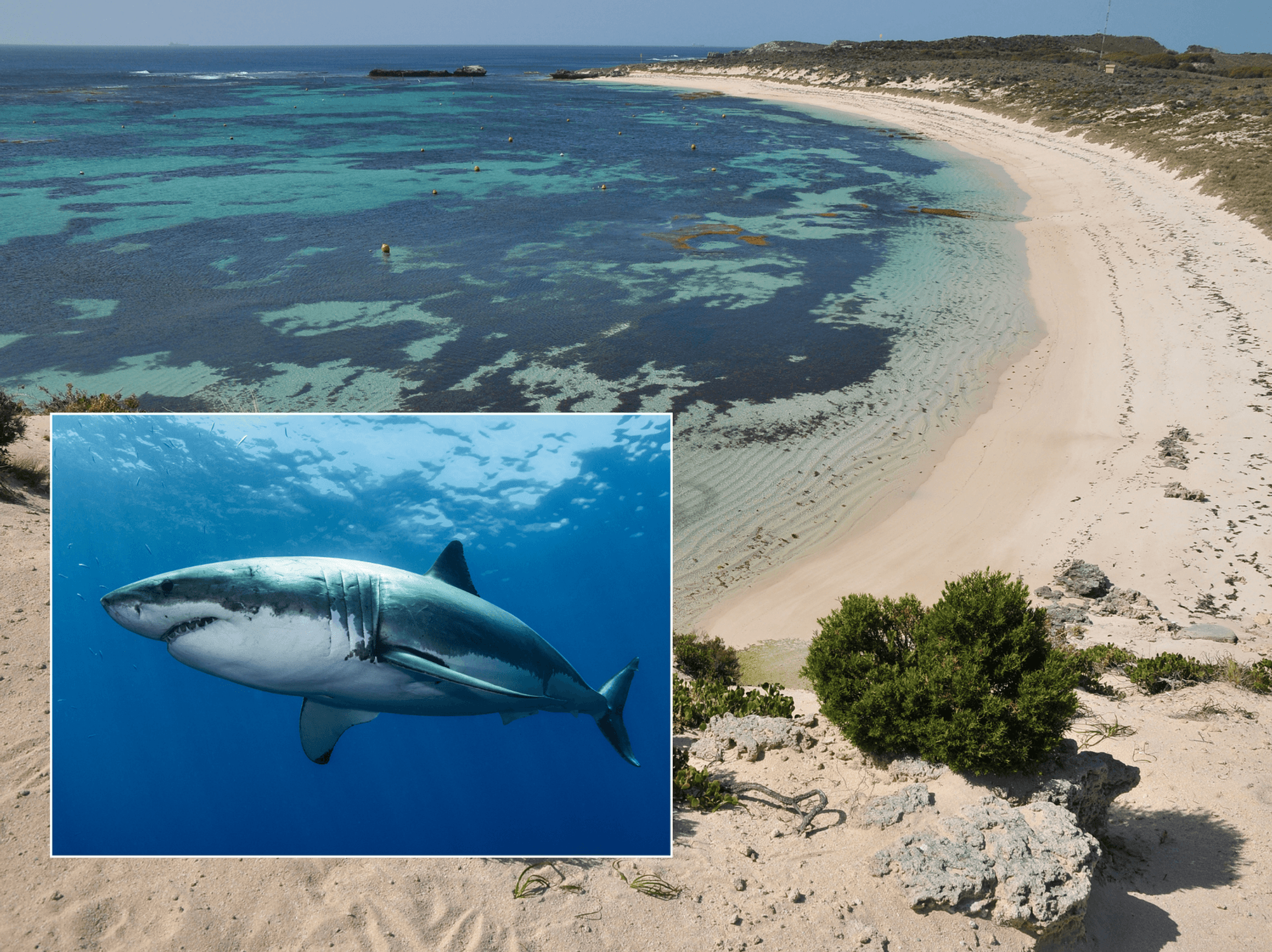 A great white shark