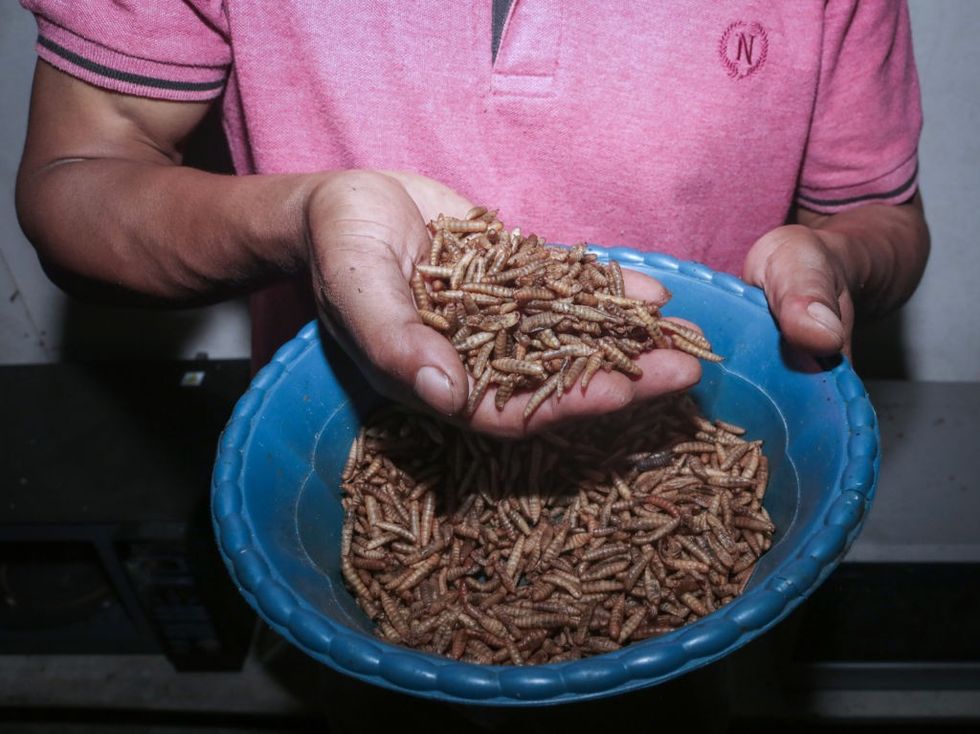 A handful of maggots