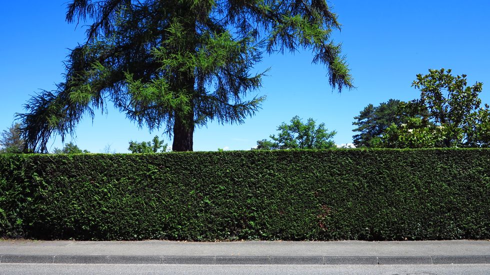 A hedge