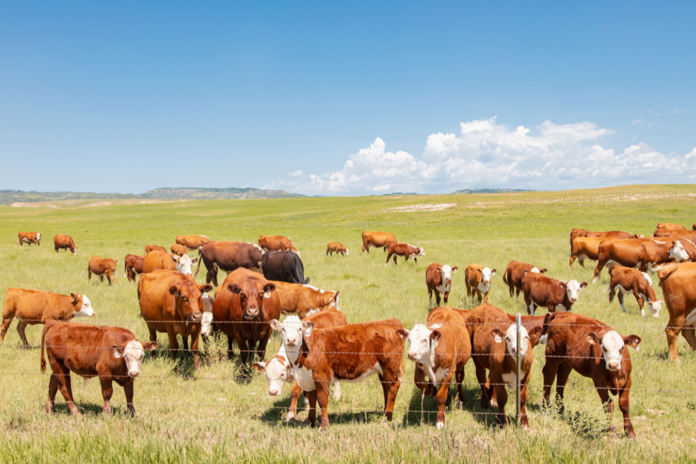 A herd of brown cows grazing in an open field of grass