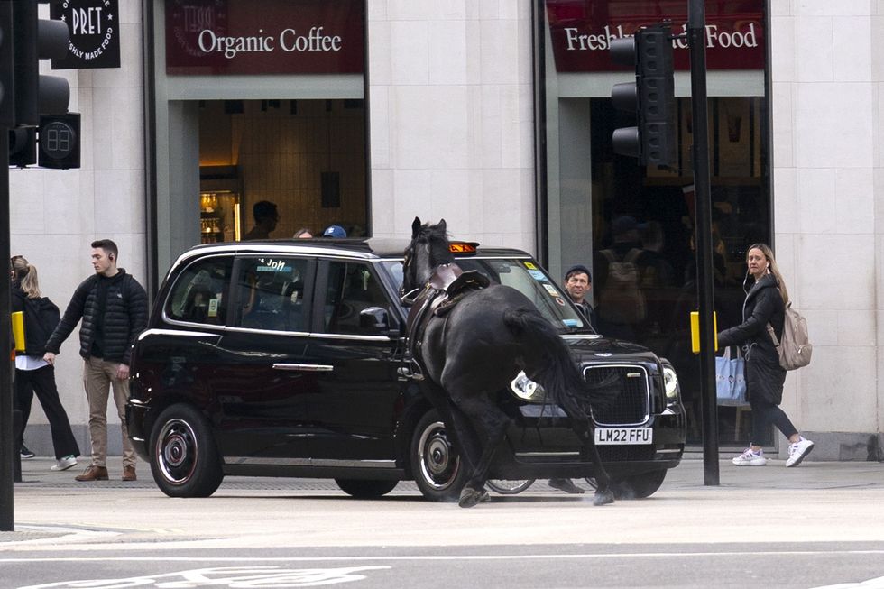 A horse and a black cab