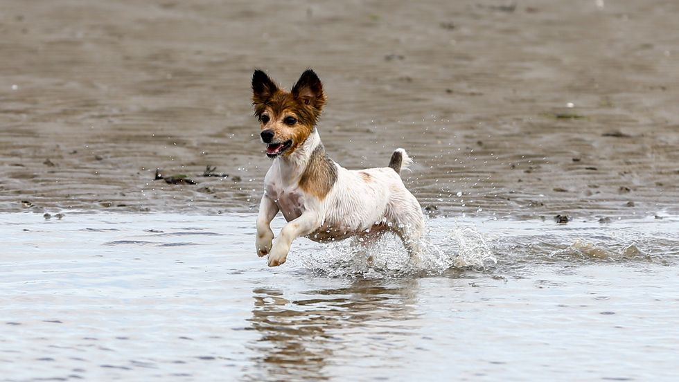 A Jack Russell