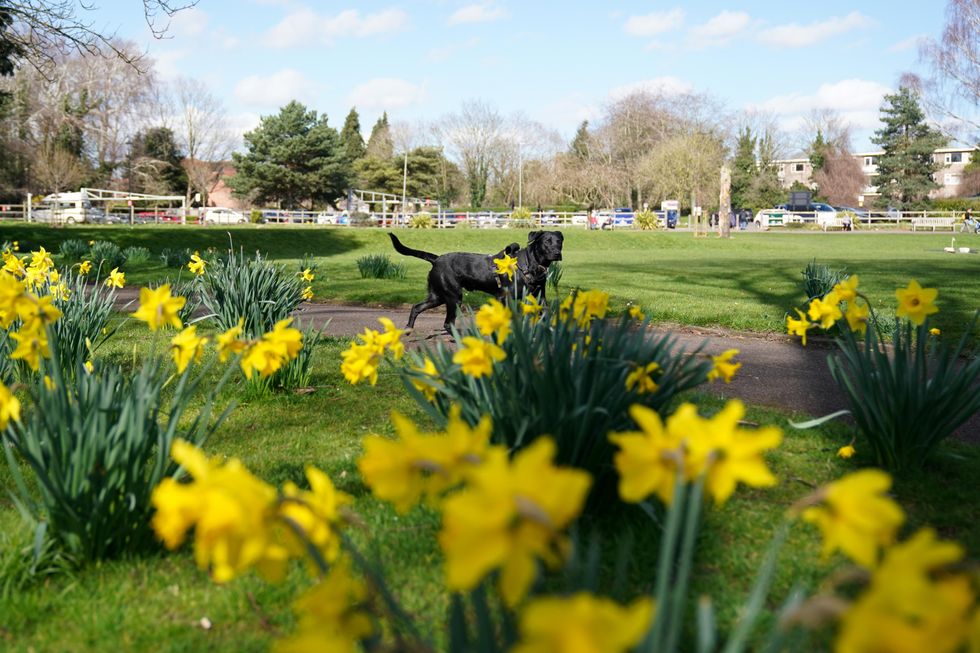 A Labrador runs by daffodils at St Nicholas' Park in Warwick.