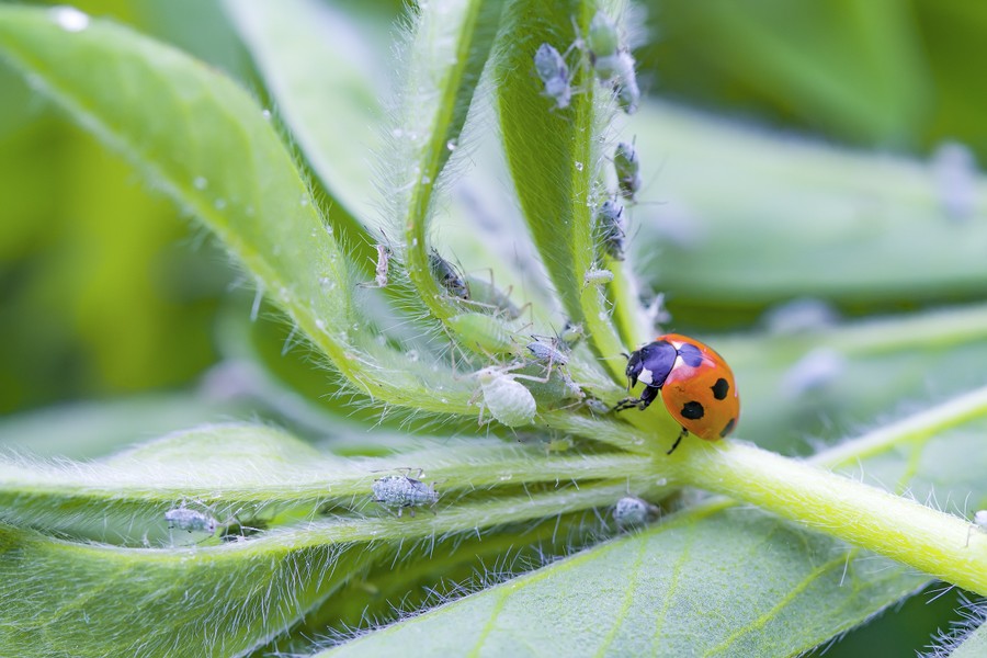 A ladybird on top of a leap covered in aphids