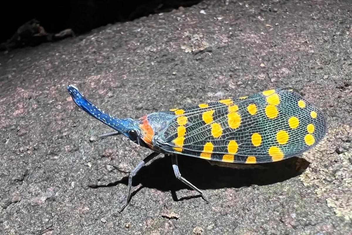 A Lanternfly from India