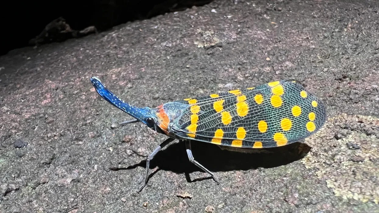 A Lanternfly from India