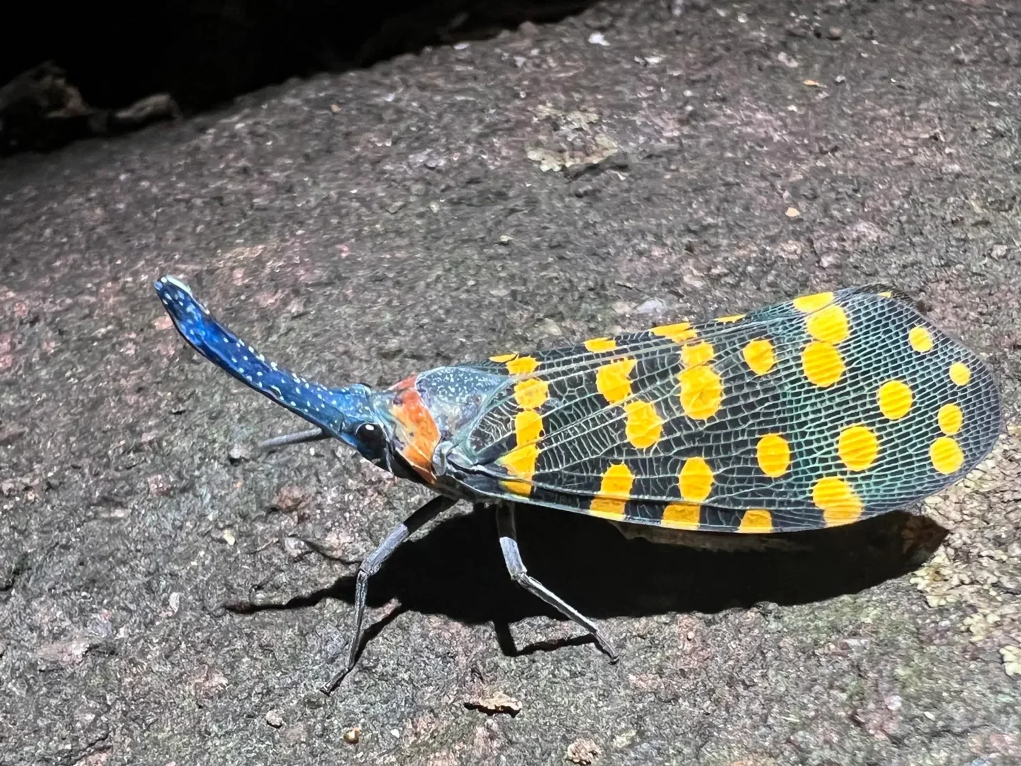 A Lanternfly from India