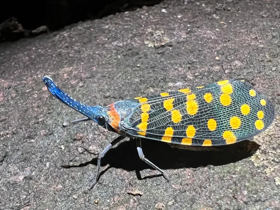 A Lanternfly from India