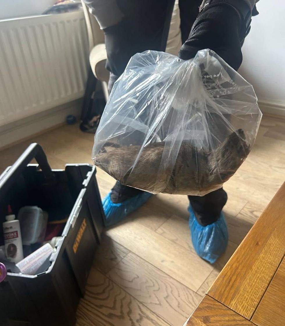 A large rat