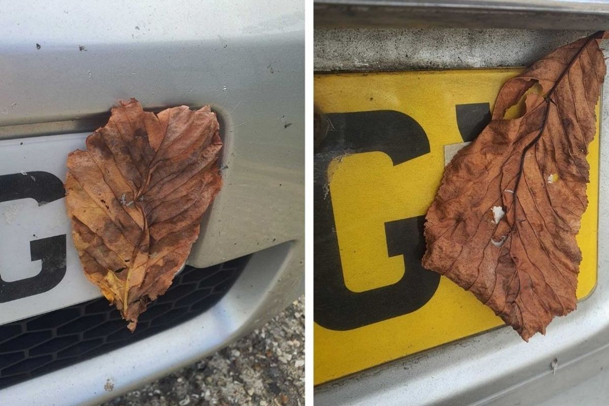 A leaf stuck to a number plate