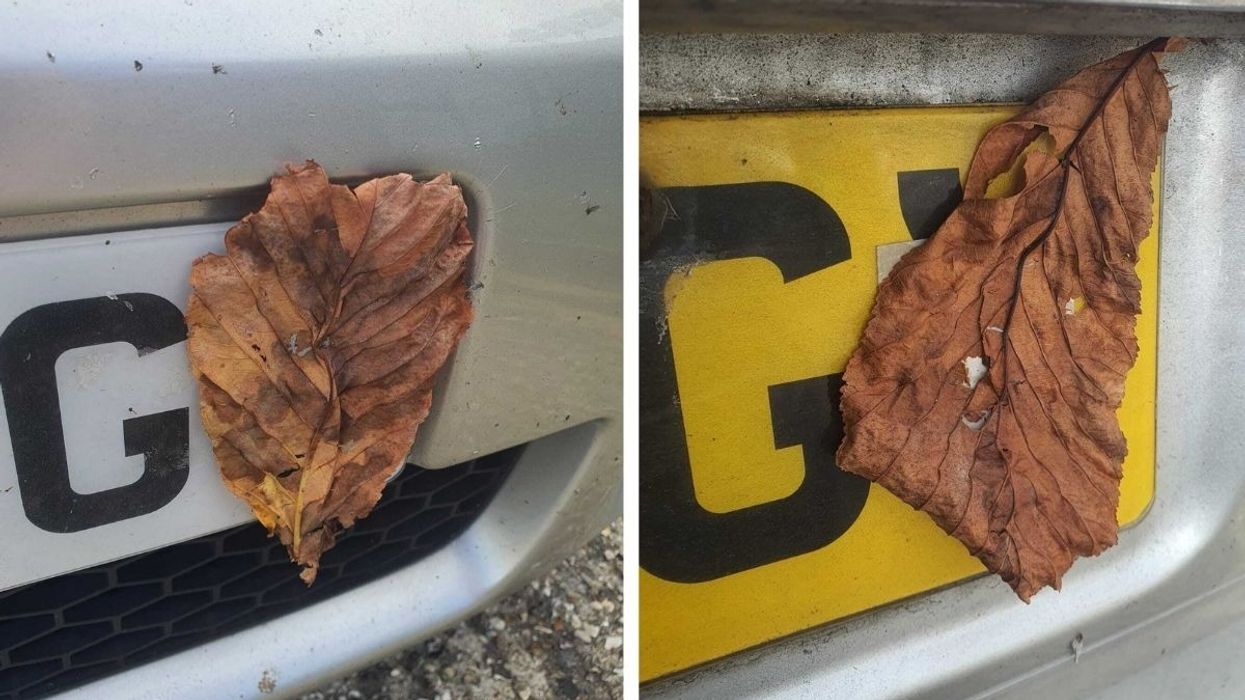 A leaf stuck to a number plate