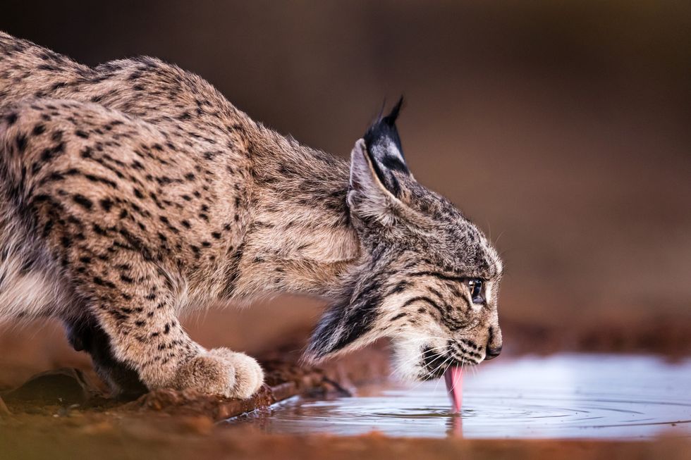 A lynx drinking water