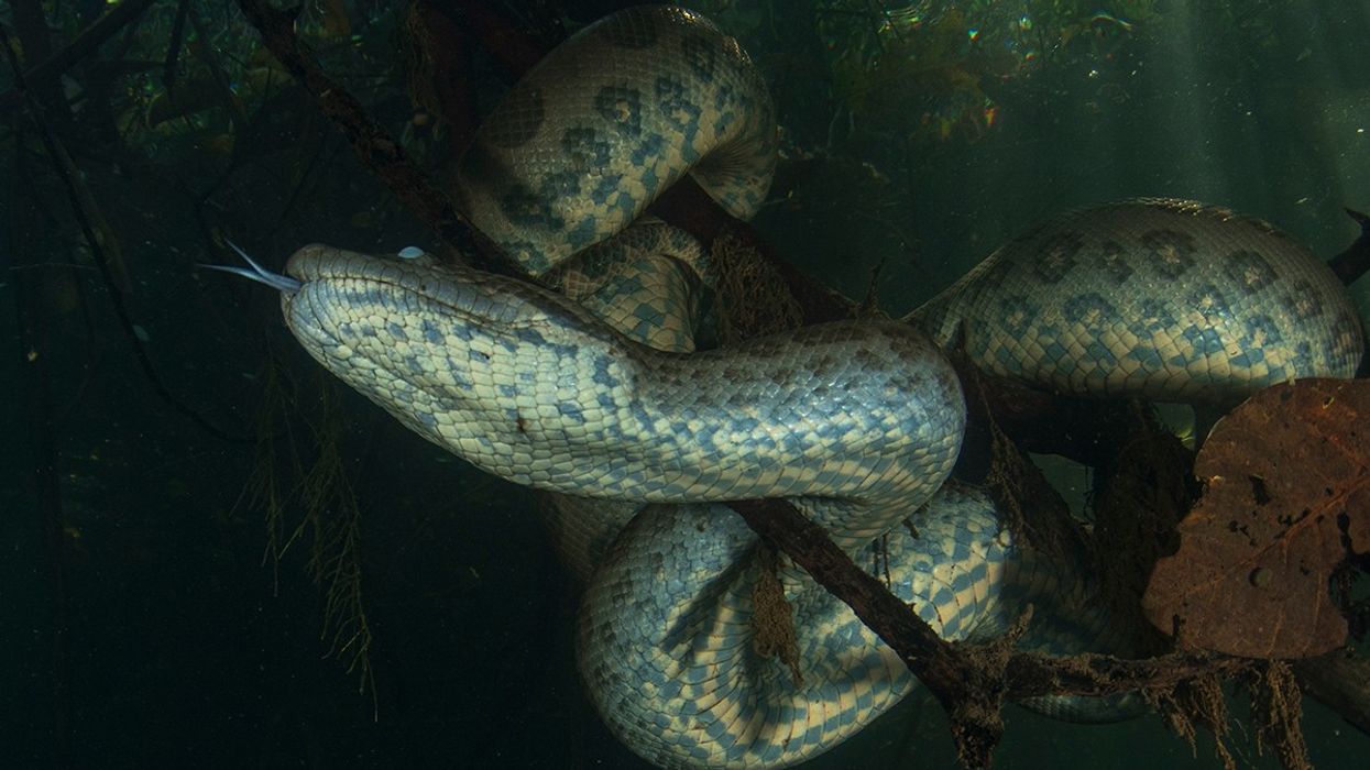 A male green anaconda suspends itself on a submerged tree in the Rio Formoso near Bonito, Mato Grosso do Sul, Brazil