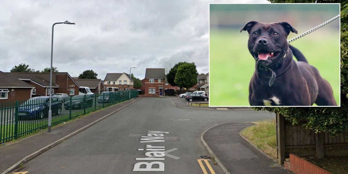 NextImg:Dog attack: Man airlifted to hospital with serious injuries as armed police swarm to scene