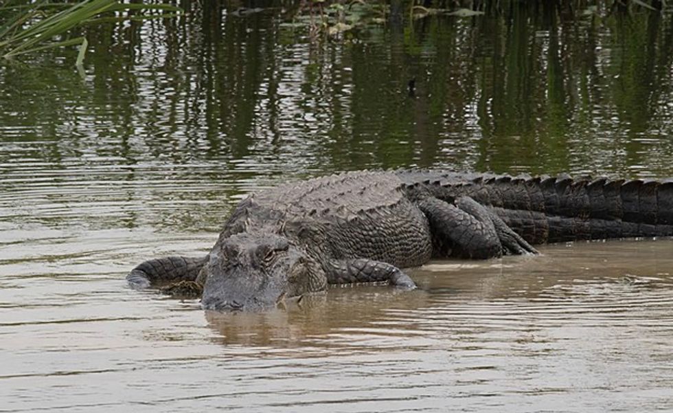 A man has been eaten alive by alligators in the US