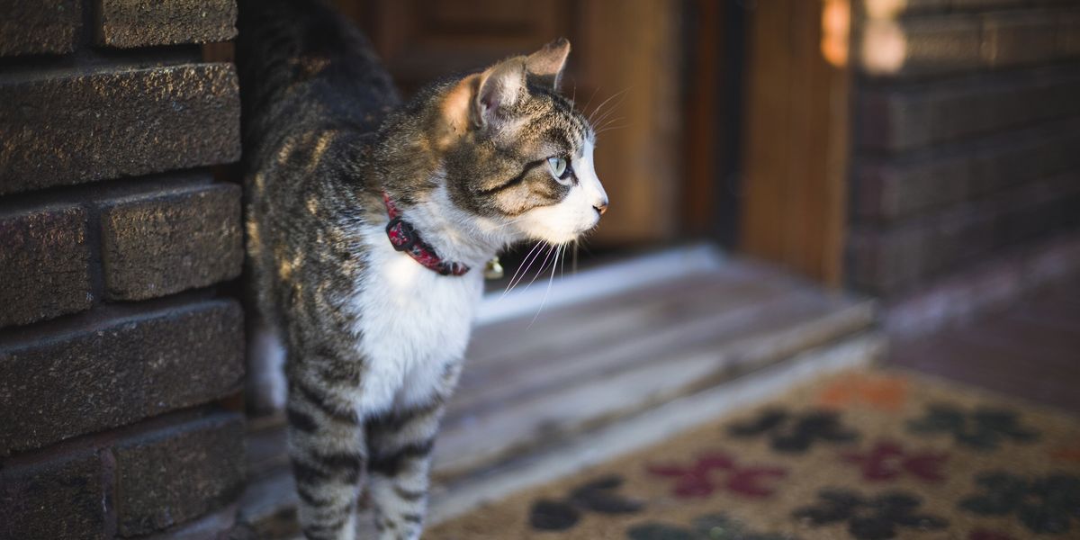 NextImg:Neighbour row explodes over pet cat as drunk resident fined for assault and criminal damage
