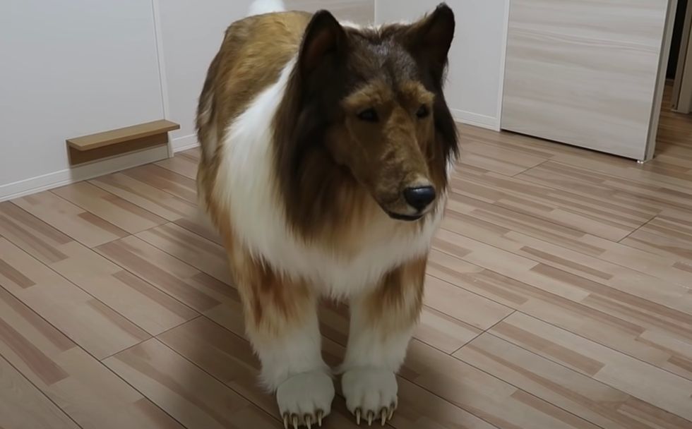 A man has spent \u00a312,500 on a real-life collie costume